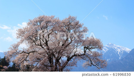 Beautiful cherry blossoms 202002: Colored paper 202002 woven by flowers and plants 61996830