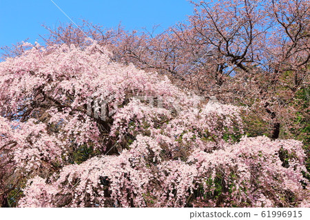 美麗的櫻花202002:用花草編織的彩色紙202002 美麗的櫻花202002:用花草編織的彩色紙202002 61996915