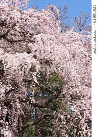 美麗的櫻花202002:用花草編織的彩色紙202002 美麗的櫻花202002:用花草編織的彩色紙202002 61996923