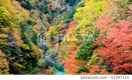 Autumn leaves of Takase Valley 61997114