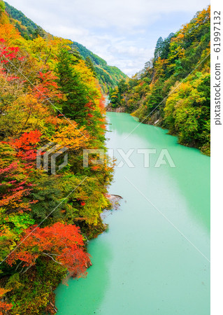 Autumn leaves of Takase Valley 61997132