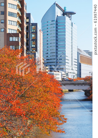 秋天的葉子的目黑河富良井橋的景色 61997440