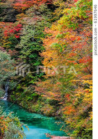 Autumn leaves of Takase Valley Autumn leaves of Takase Valley 61997646
