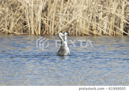 Great crested grebe 61998005