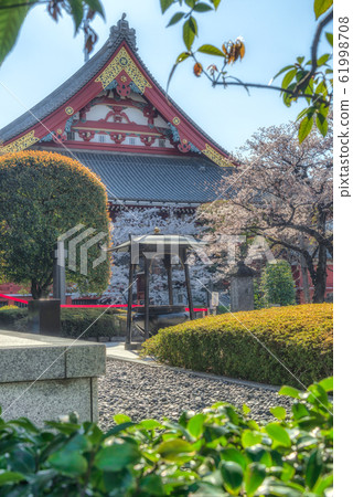 The scenery of sakura blooming and colorful foliage in Asakusa temple. The scenery of sakura blooming and colorful foliage in Asakusa temple. 61998708