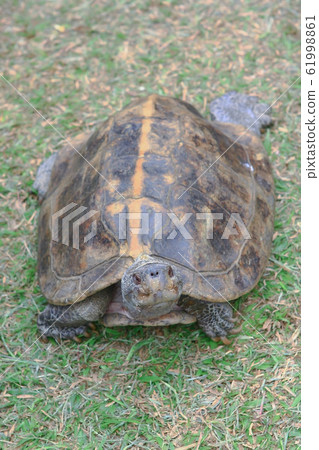 a large Tortoise at the grass of outdoor a large Tortoise at the grass of outdoor 61998861