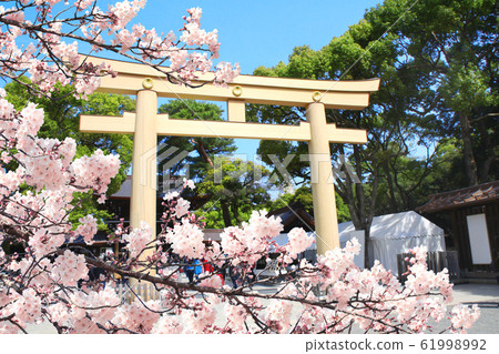 Torii-gate and blooming sakura branch in Meiji 61998992