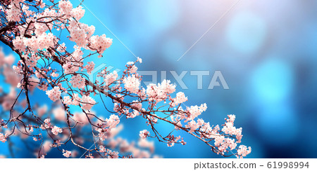 Beautiful magic spring scene with sakura flowers 61998994