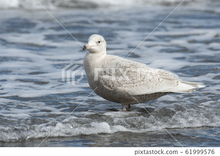 Shilong gull Shilong gull 61999576