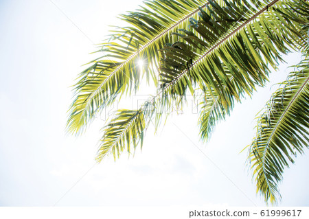 Palm leaves with the sky. 61999617