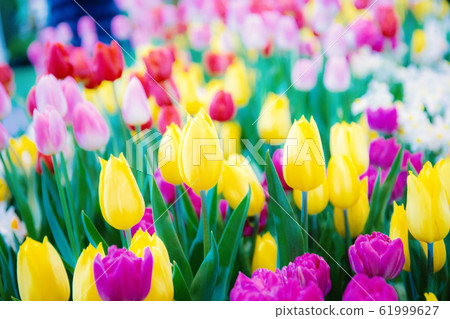 Colorful of tulip flower. Colorful of tulip flower. 61999627