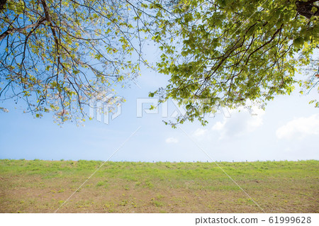 Branch of tabaek flowers in field. 61999628