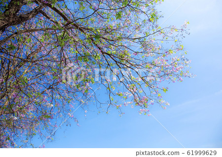 Branch of tabaek flowers at blue sky. Branch of tabaek flowers at blue sky. 61999629