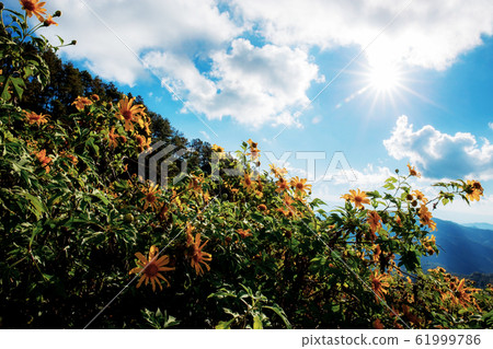 Bua tong flower on hill. 61999786