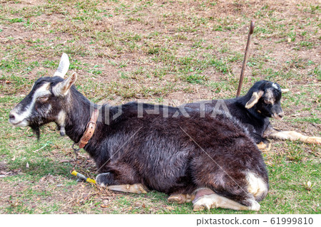 Black goat parent and child Black goat parent and child 61999810