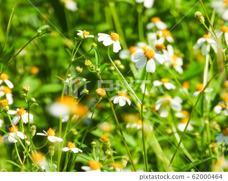 Summer wildflower with selective focus and blurry 62000464