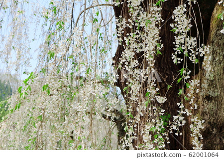 美麗的櫻花202002：用花草編織的彩色紙202002 62001064