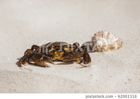 Closeup of Crab and Seashell on a Beach Outdoors Closeup of Crab and Seashell on a Beach Outdoors 62001318