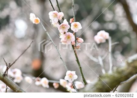 Jinshin Jinshin 62002082