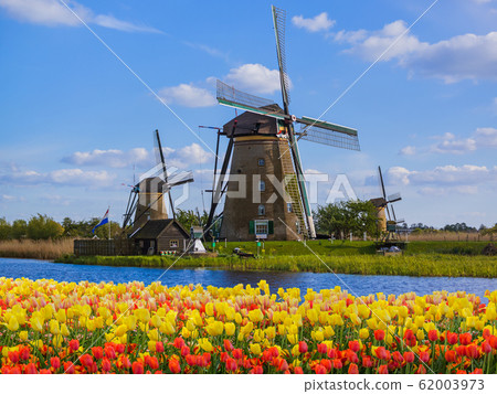 Windmills and flowers in Netherlands Windmills and flowers in Netherlands 62003973