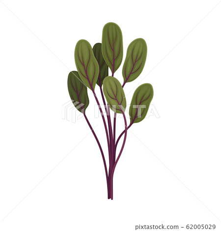 Kitchen Herb for Food Preparation and Garnish Vector Element Kitchen Herb for Food Preparation and Garnish Vector Element 62005029