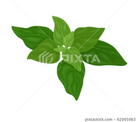 Mint Twig as Kitchen Herb for Cooking Vector Element 62005063
