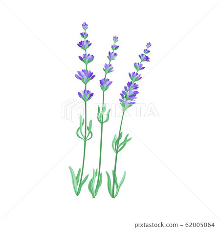 Lavender Twig as Kitchen Herb for Cooking Vector Element Lavender Twig as Kitchen Herb for Cooking Vector Element 62005064