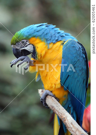 金剛鸚鵡 62005461