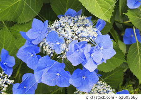  Gaku hydrangea 62005666