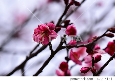 Plum blossoming early spring 62006171
