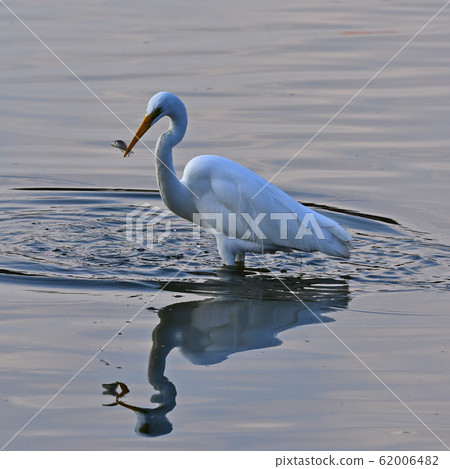 A waterside heron 62006482