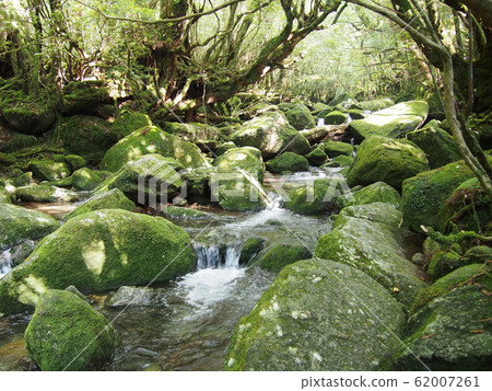 屋久島 屋久島 62007261