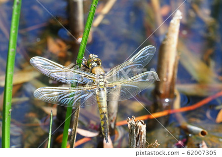 After the emergence of the dragonfly (male) 62007305
