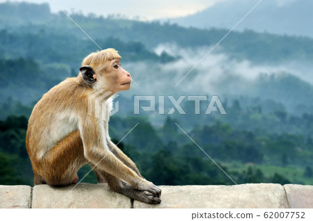 Monkey in the living nature Monkey in the living nature 62007752