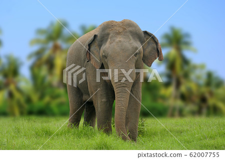 Elephants in National Park of Sri Lanka Elephants in National Park of Sri Lanka 62007755