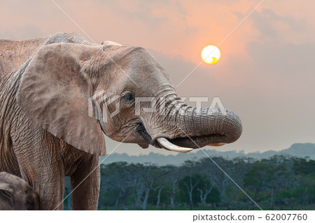 Elephant on sunset in National park of Kenya 62007760