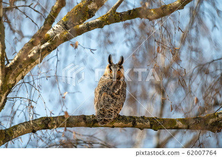 Owl sit in a tree and looking on the the camera Owl sit in a tree and looking on the the camera 62007764