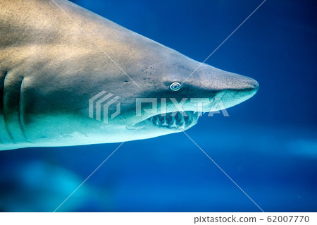 Underwater great white shark Underwater great white shark 62007770