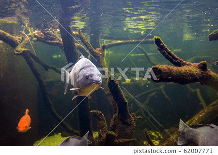 Freshwater fish carp (Cyprinus carpio) in the pond Freshwater fish carp (Cyprinus carpio) in the pond 62007771