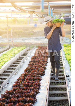 Portrait young asian man walking harvest and picking up fresh organic vegetable garden Portrait young asian man walking harvest and picking up fresh organic vegetable garden 62007795