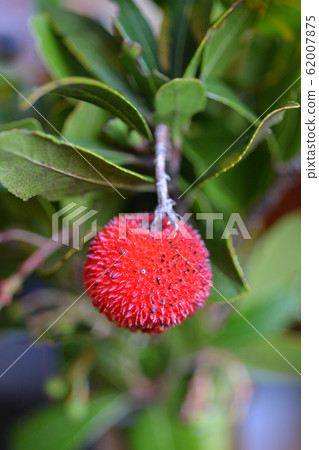 Strawberry tree 62007875