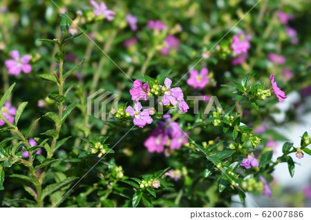 False heather 62007886