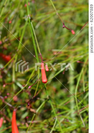 Firecracker plant 62007889
