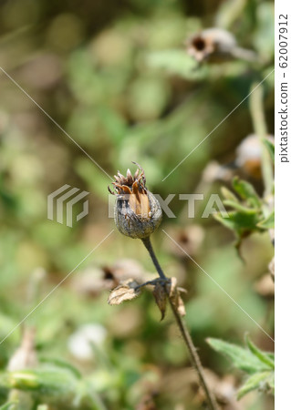 White campion 62007912