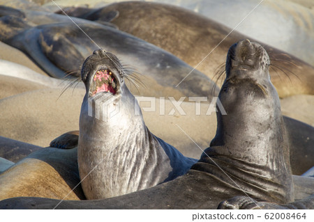 美國加利福尼亞州的野生像海豹 美國加利福尼亞州的野生像海豹 62008464