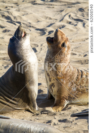 Elephant Seal in California, USA Elephant Seal in California, USA 62008540