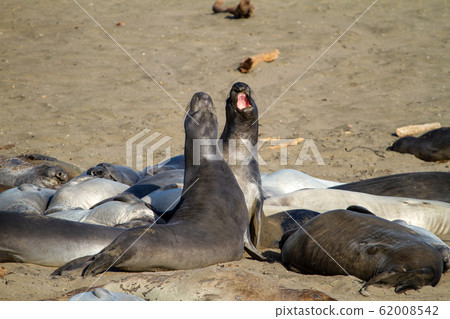 Elephant Seal in California, USA 62008542