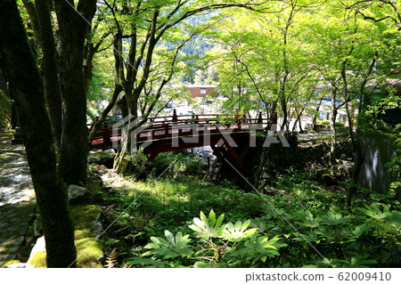 Ryokaisan Yokozoji寺，新鮮的綠色22（岐阜縣I美郡，bi川町，Yokozura） 62009410