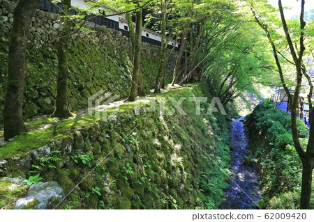 Ryokaisan Yokozoji Temple, 30 of fresh green (Yokozura, Ibigawa-cho, Ibi-gun, Gifu Prefecture) 62009420