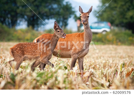 Deer standing on a field next to road with car in background 62009576